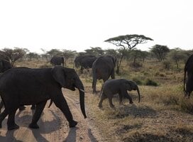 Elephant Cross Walk